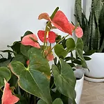 Ohanaa Apartament